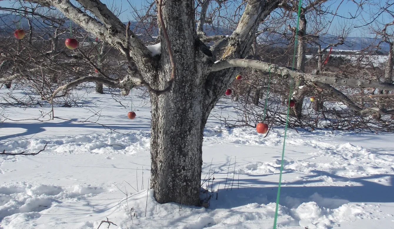WASSAIL YOU HAVE?