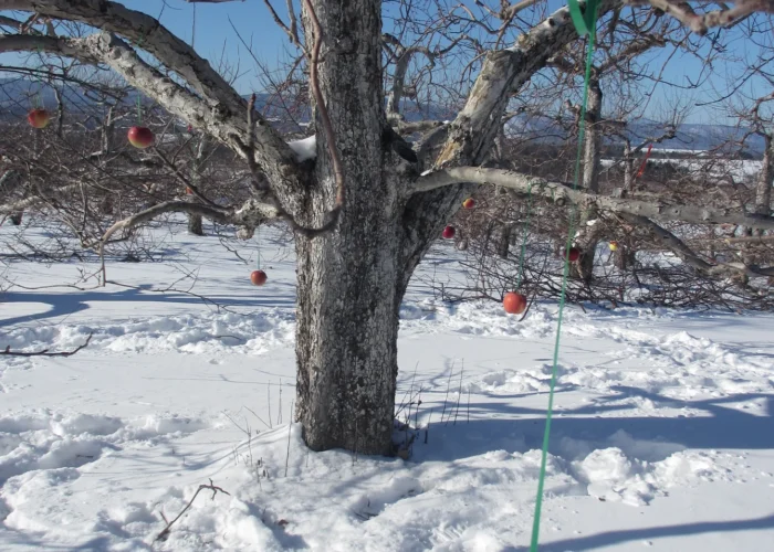 WASSAIL YOU HAVE?
