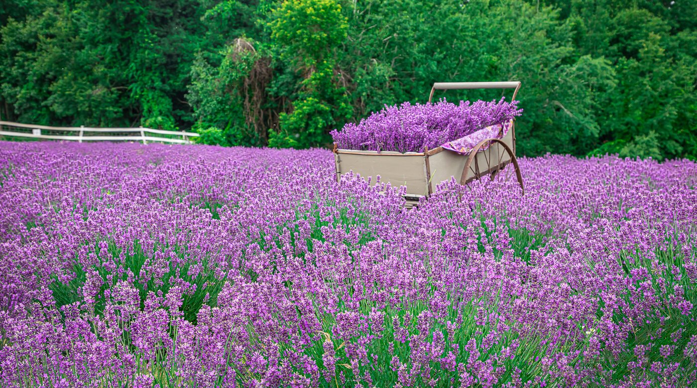 PURPLE PEOPLE UNITE!