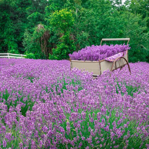 PURPLE PEOPLE UNITE!