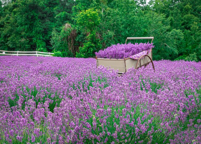 PURPLE PEOPLE UNITE!