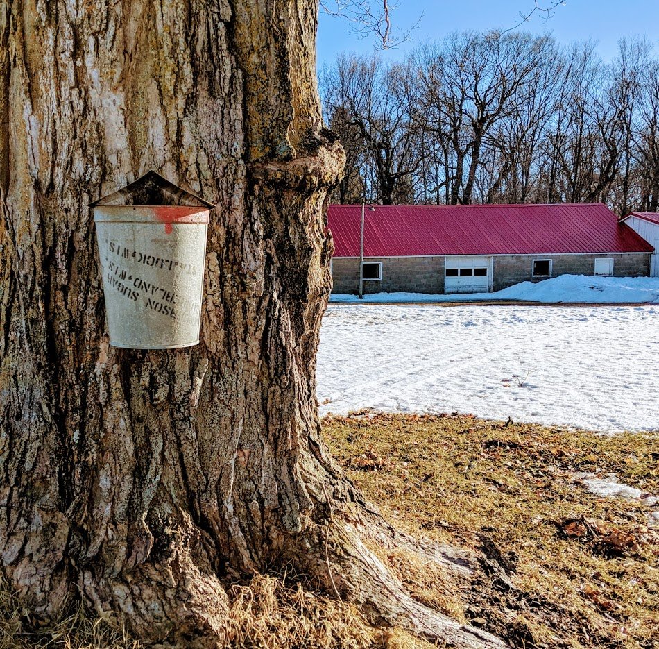 A Sap-y Story